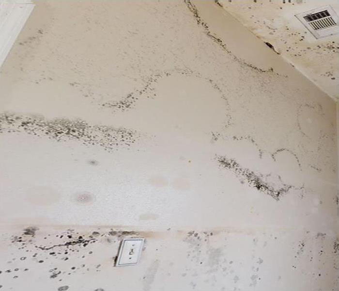 mold growing on wall and ceiling