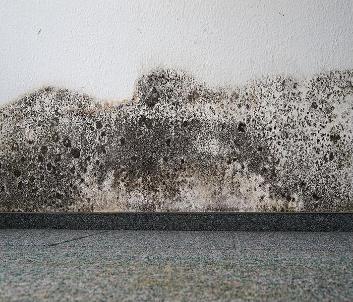 mold on the wall of an office